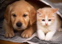 /album/peterquimica/perro-y-gato-jpg/